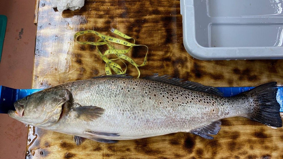 Speckled Trout State Record Length