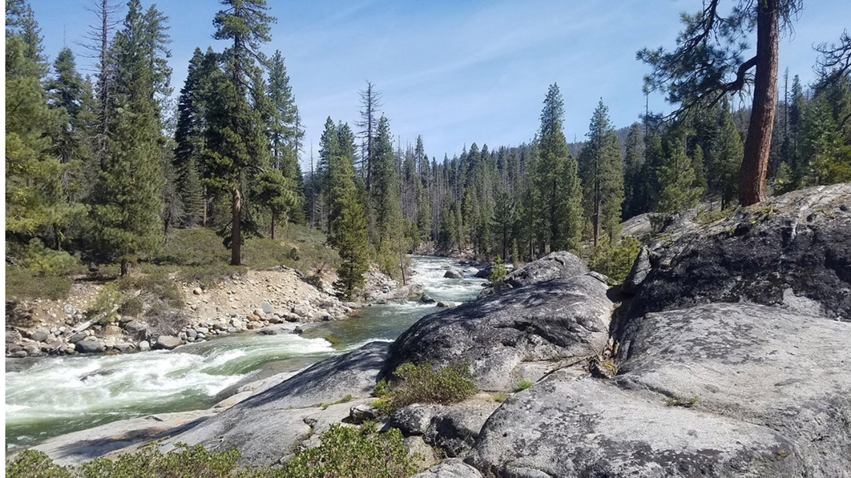 Sierra National Forest. A Northern California family and their dog were found dead on a hiking trial in the forest.