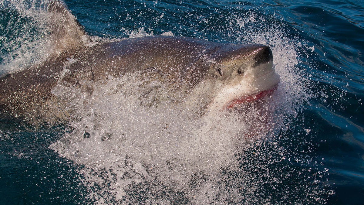 A great white shark breaches out of the ocean, taken at The Neptune Islands, South Australia, August 2014. 