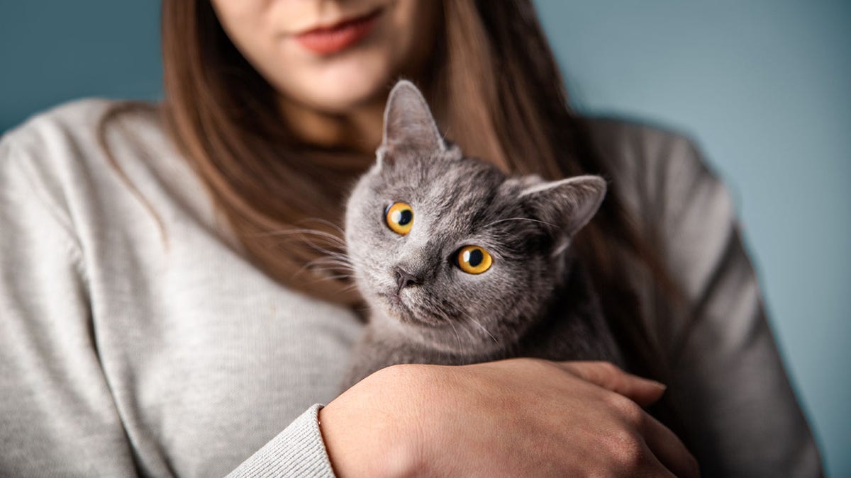 Cute gray cat in studio