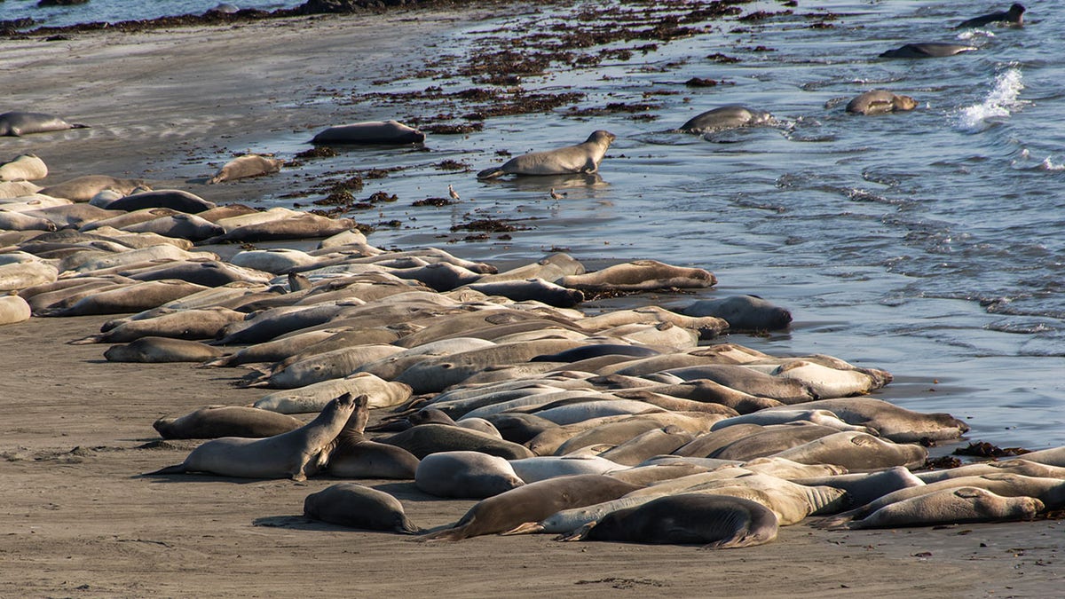 Elephant seals sleeping on the beach