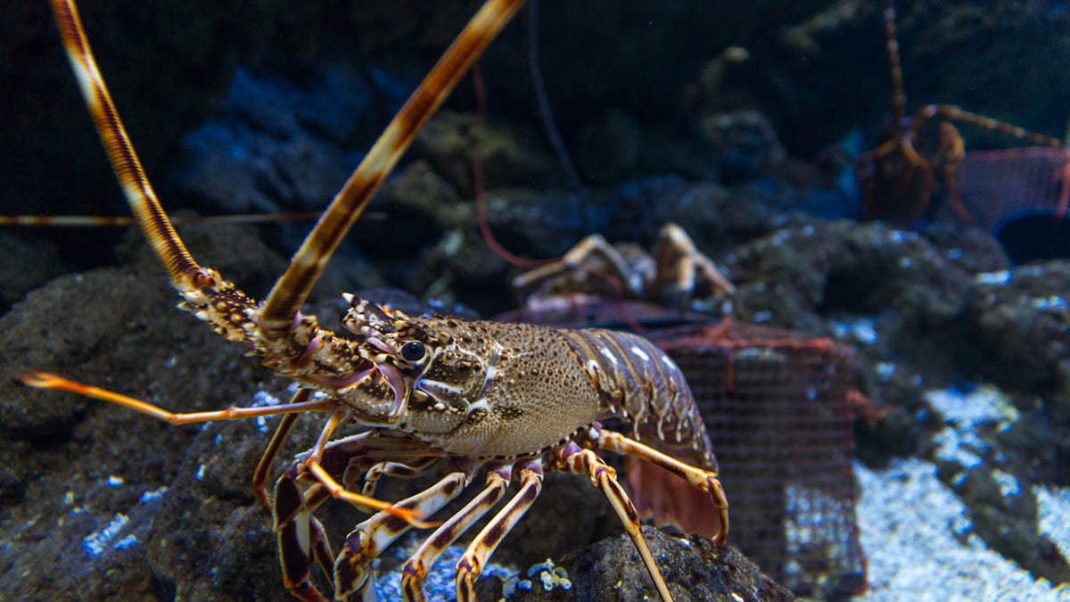 live lobster close-up