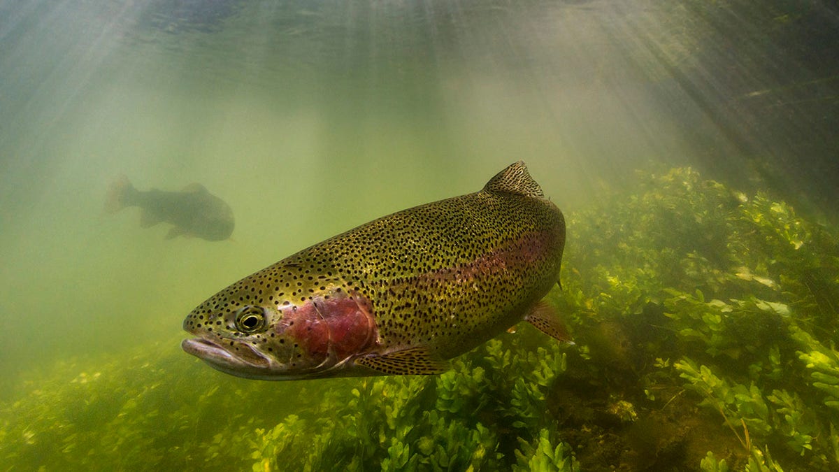 Rainbow trout swimming in sunlight on a UK chalk stream