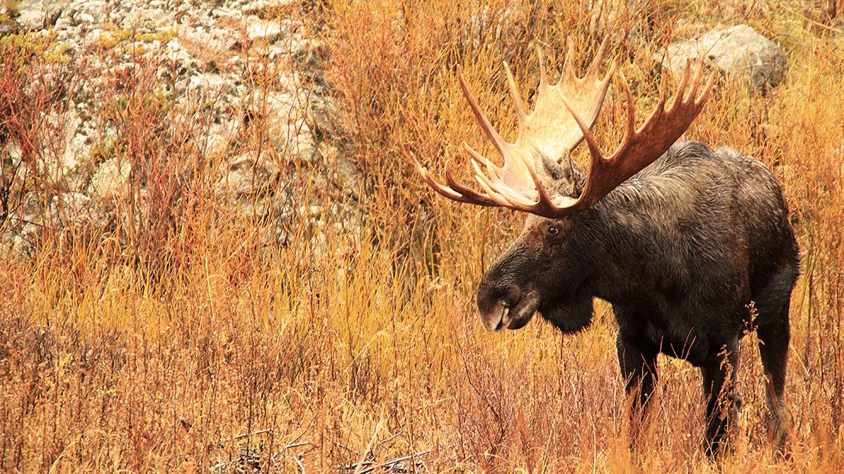Majestic Bull Moose - Side Profile View