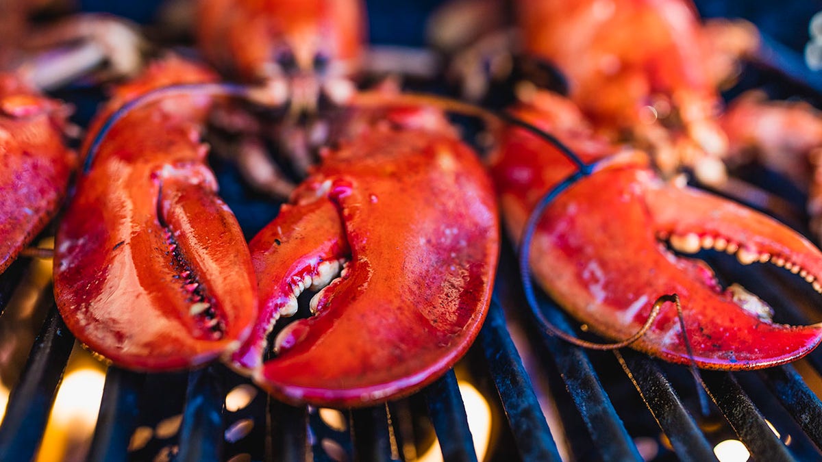 Close-up of Canadian lobsters grilling on the barbecue.