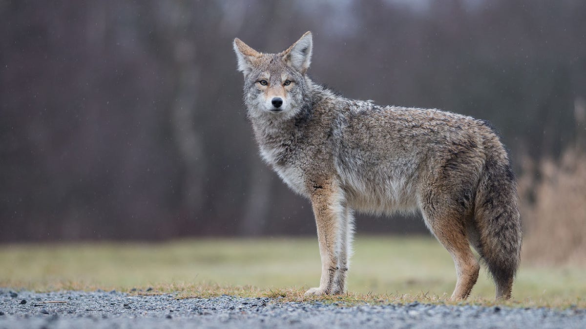 A coyote