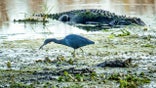 Gainesville, Paynes Prairie, LaChua Trail Trailhead, heron and alligator. (Photo by: Jeffrey Greenberg/Universal Images Group via Getty Images)