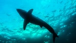 THE NEPTUNE ISLANDS, SOUTH AUSTRALIA - MAY 2014: The silhouette of a great white shark from below the surface of the ocean, taken at The Neptune Islands, South Australia, May 2014.

THE infamous great white shark has been stigmatised as a bloodthirsty killer for decades but many enthusiasts are trying to finally rid of this misconception. As the largest predatory fish on Earth, great white sharks can grow to an average of 15 ft in length, though individuals exceeding 20 ft have been recorded. With abilities to detect one drop of blood in 100 litres, its clear to see why film directors have used this enormous fish as a vicious predator in Hollywood blockbusters. Wildlife and nature photographer, Brad Leue, was undeterred by the great whites false reputation, and jumped at the chance to dive with them off The Neptune Islands, South Australia.

PHOTOGRAPH BY Brad Leue / Barcroft Images

London-T:+44 207 033 1031 E:hello@barcroftmedia.com -
New York-T:+1 212 796 2458 E:hello@barcroftusa.com -
New Delhi-T:+91 11 4053 2429 E:hello@barcroftindia.com www.barcroftimages.com (Photo credit should read Brad Leue / Barcroft Media via Getty Images / Barcroft Media via Getty Images)