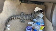 California man arrested with alligator in his car