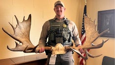 Montana man receives lifetime hunting ban after illegally killing trophy moose