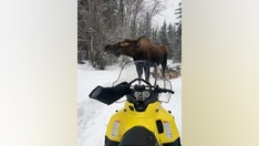 Alaska moose attack against Iditarod sled team leaves 4 dogs injured