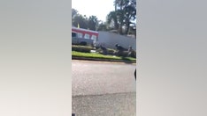 Crocodile escapes 'zoo van' in Florida, dashes down road before being wrangled, video shows