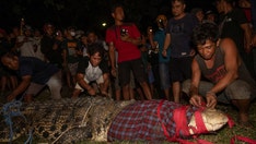 13-foot crocodile in Indonesia freed from tire after 6 years