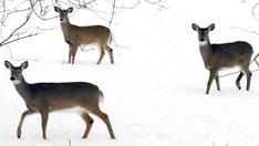 Omicron found in NYC deer, study shows