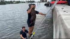 Miami puppy saved after falling off ledge on the beach