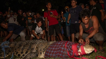 13-foot crocodile in Indonesia freed from tire after 6 years