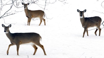 Omicron found in NYC deer, study shows