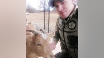 Virginia sheriff's office praises goat for assistance in chasing suspect