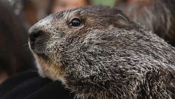 Groundhog Day 2022: Punxsutawney Phil makes his prediction