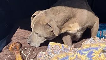 California dog reunited with family after being missing for 12 years