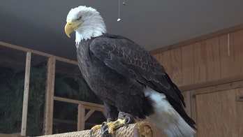 Lead poisoning in bald eagles renews calls for lead bullet alternatives