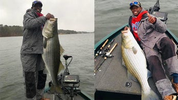 Arkansas angler reels in massive striped bass, releases it before getting it weighed