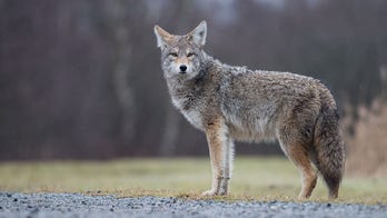 VT woman, dog attacked by coyote during walk