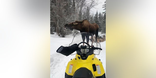 In this photo provided by Iditarod rookie musher Bridgett Watkins, a bull moose stands between the snowmobile where she took refuge and her dog team on trails near Fairbanks, Alaska, Feb. 4, 2022. (Bridgett Watkins via AP)