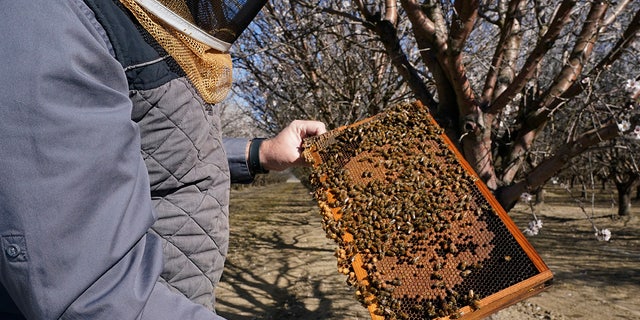 Trevor Tauzer, whose family-owned business, Tauzer Apiaries, rents beehives for crop pollination, inspects a beehive rented to an almond grower in Woodland, Calif., Tuesday, Feb. 15, 2022. (AP Photo/Rich Pedroncelli)