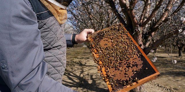 Trevor Tauzer, whose family-owned business, Tauzer Apiaries, rents beehives for crop pollination, inspects a beehive rented to an almond grower in Woodland, Calif., Tuesday, Feb. 15, 2022. (AP Photo/Rich Pedroncelli)