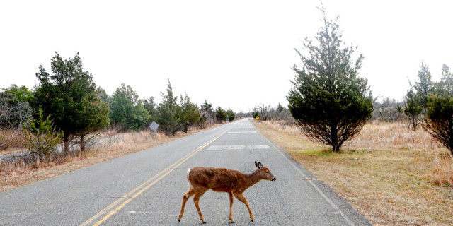 FILE - A deer crosses Atlantic Drive inside the Gateway National Recreation Area - Sandy Hook, N.J., Jan. 3, 2019, in Highlands, N.J.  The highly infectious COVID-19 omicron variant was detected in New York’s Staten Island white-tailed deer population, that first got to the borough by swimming from New Jersey, according to city officials. 