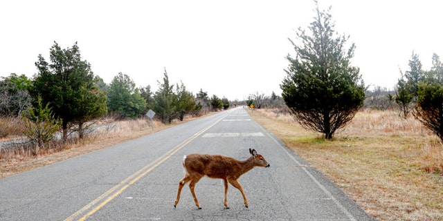 FILE - A deer crosses Atlantic Drive inside the Gateway National Recreation Area - Sandy Hook, N.J., Jan. 3, 2019, in Highlands, N.J.  The highly infectious COVID-19 omicron variant was detected in New York’s Staten Island white-tailed deer population, that first got to the borough by swimming from New Jersey, according to city officials. 