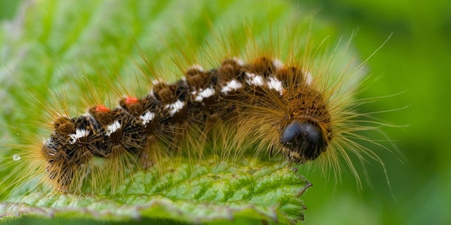 A browntail moth caterpillar eating a leaf