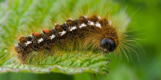 Maine's browntail moths now have their own month to raise awareness and slow their spread 3 A browntail moth caterpillar eating a leaf