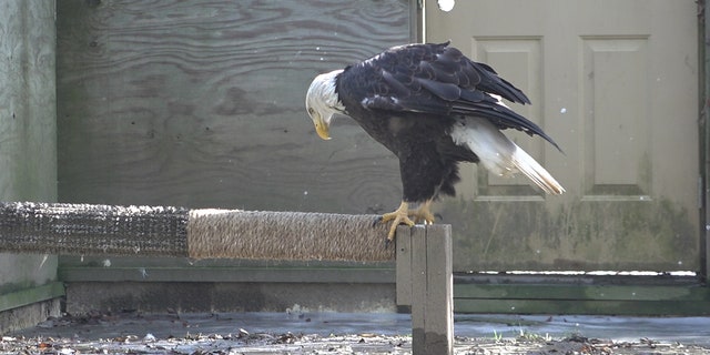The bald eagle population has soared to more than 300,000 birds in the wild today.