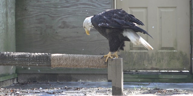 The bald eagle population has soared to more than 300,000 birds in the wild today.
