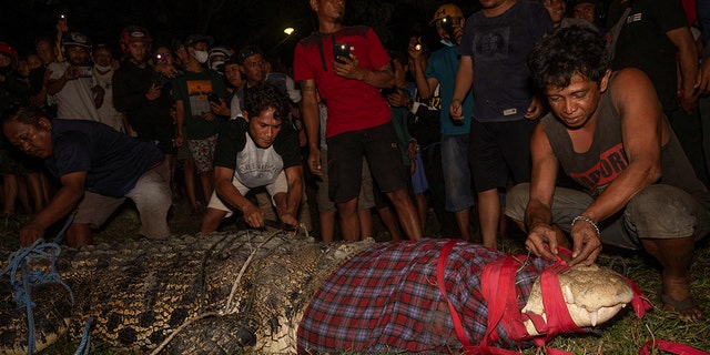 Locals prepare to release a wild crocodile back to the river after removing a tire from its neck, in Palu, Central Sulawesi province, Indonesia, February 7, 2022, in this photo taken by Antara Foto.