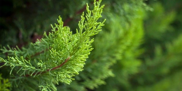 Closeup of  cypress tree branch in the hedge in a garden.