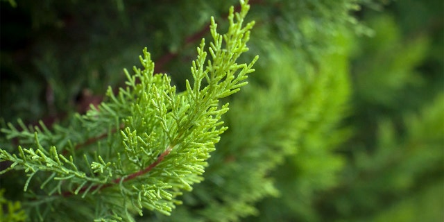 How God Carried Me Through My Miscarriage - Fox News 4 Closeup of cypress tree branch in the hedge in a garden.