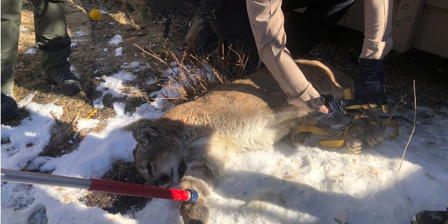Officials tranquilized the cat and removed it from the property.