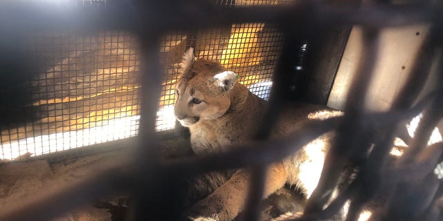 Officials relocated the mountain lion to a remote area in Larimer County.