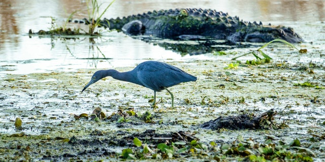 Gainesville, Paynes Prairie, LaChua Trail Trailhead, heron and alligator. (Photo by: Jeffrey Greenberg/Universal Images Group via Getty Images)