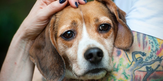 After the study, beagles were either sent back to the Charles River animal colony, where NIH purchased the dogs "for future use," or they were "euthanized," documents state. (Photo by Katherine Frey/The Washington Post)