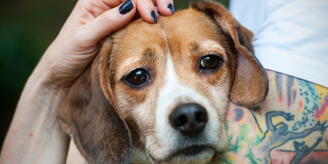 After the study, beagles were either sent back to the Charles River animal colony, where NIH purchased the dogs "for future use," or they were "euthanized," documents state. (Photo by Katherine Frey/The Washington Post)