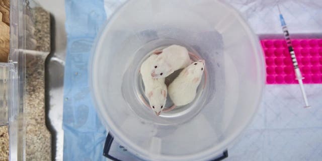 Mice used for fetal tissue research are kept in the vivarium mice room at the Biomedical Sciences Research Building on the UCLA campus in Los Angeles Nov. 15, 2019.