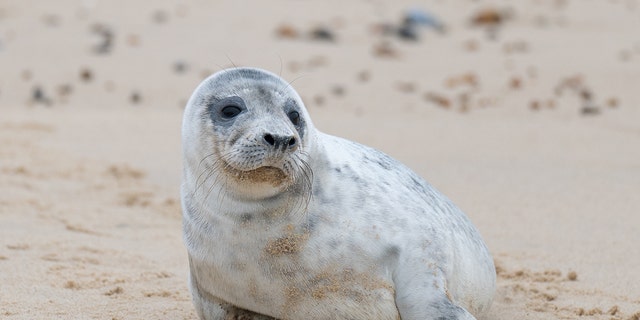 A grey seal pup on the beach at Horsey Gap in Norfolk, as the pupping season draws to a close at one of the UK's most important sites for the mammals. Picture date: Sunday January 23, 2021. (Photo by Joe Giddens/PA Images via Getty Images)