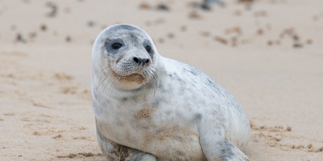 A grey seal pup on the beach at Horsey Gap in Norfolk, as the pupping season draws to a close at one of the UK's most important sites for the mammals. Picture date: Sunday January 23, 2021. (Photo by Joe Giddens/PA Images via Getty Images)