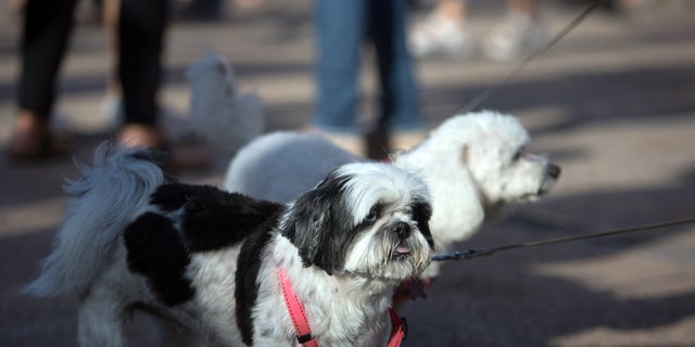 A Shih Tzu dog is pictured during a demonstration against animal abuse and condemning dogfights, in Tenerife, Spain (2017).