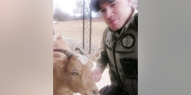 Gracie the goat helped Deputy David Parnell during a foot pursuit of a suspect in Henry County, Virginia, on Feb. 13.