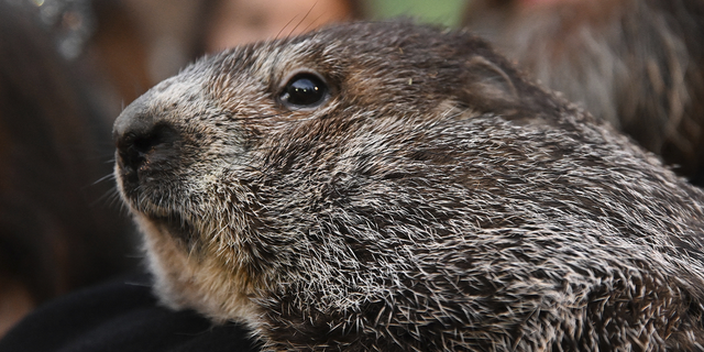 Phil's handlers said that the groundhog has forecast six more weeks of winter. 